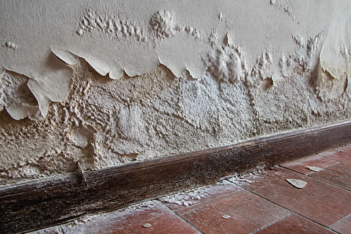 Cloques et écaillage d’une peinture sur un enduit à la chaux en bas de mur ancien